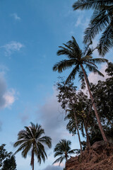 Fototapeta na wymiar Silhouette of palm trees Beautiful sunset on the tropical sea beach