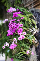 Pink purple dendrobium orchids flowers blooming with green leaf decorative on wall background