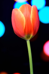 Closeup of an orange and yellow single tulip flower on simple background