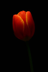 Obraz premium Closeup of an orange and yellow single tulip flower on simple background