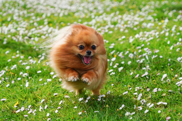 Adorable petite chienne spitz nain joyeuse qui court dans l'herbe - obrazy, fototapety, plakaty