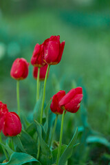 Obraz premium Red tulips in the field. Spring blurred background, postcard. Mother's Day, Women's Day, holiday. Soft selective focus, defocus.