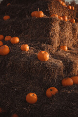 Orange pumpkins at outdoor farmer market. Pumpkin patch, dyniowa farma. Dynie na sianie. Pumpkins and Haystacks on the farm. Dynie na snopku. © Julia