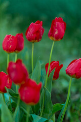 Fototapeta premium Red tulips in the field. Spring blurred background, postcard.