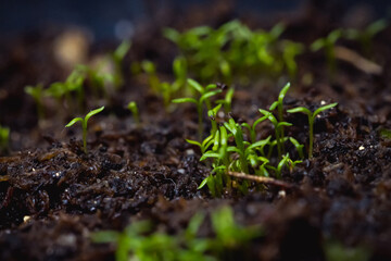 Young shoots of Irish moss 