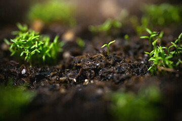 Young shoots of Irish moss 