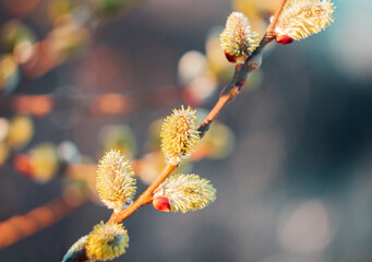 Macro of pussy willow, salix caprea catkin. Easter, spring colored background © Space Creator