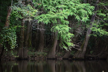 Sumpf Landschaft im Congaree National Park, South Carolina