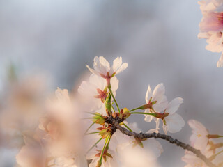 夕日に照らされる桜の花