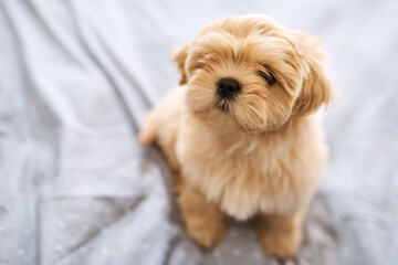 Did somebody say treats. Shot of an adorable dog resting on a bed at home.