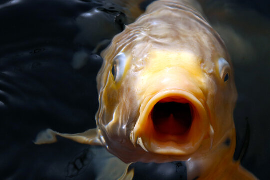 Funny Young Woman Making Fish Face Stock Photo, Picture and Royalty Free  Image. Image 70032439.