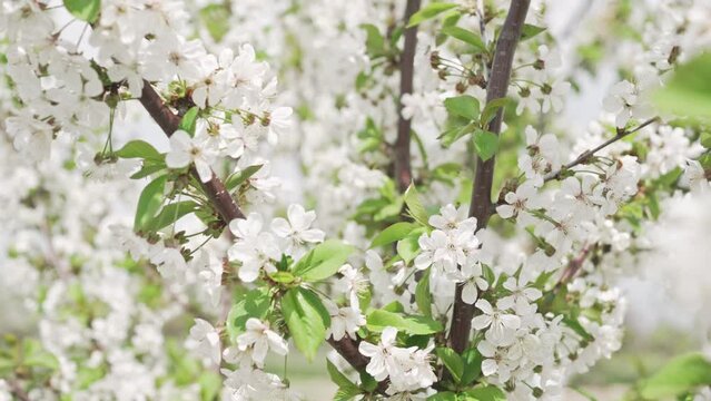 Beautiful sunny spring blooming cherry orchard in soft sunlight on sky background.