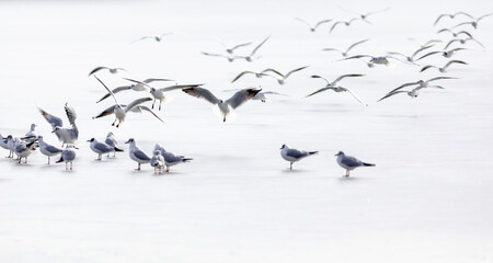 Flying birds. Abstract nature scene. White frozen lake background.