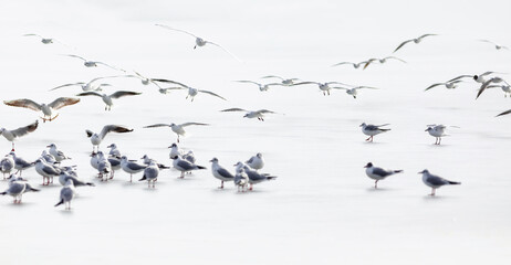 Flying birds. Abstract nature scene. White frozen lake background.