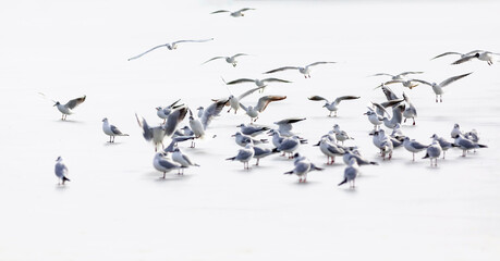 Flying birds. Abstract nature scene. White frozen lake background.