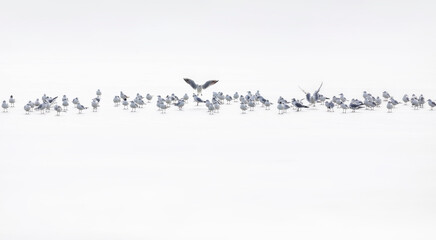 Flying birds. Abstract nature scene. White frozen lake background.