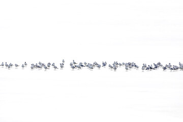 Flying birds. Abstract nature scene. White frozen lake background.