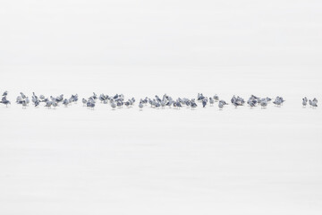 Flying birds. Abstract nature scene. White frozen lake background.