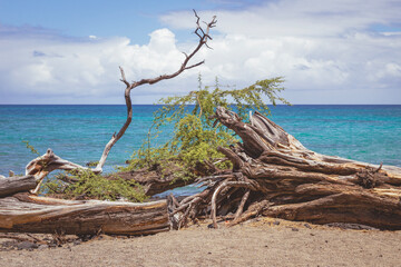 Fototapeta premium tree on the beach