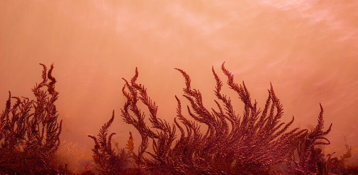 Beautiful natural red background. Red algae in the turbid water. 