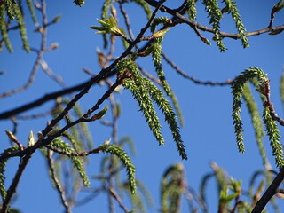 birch tree