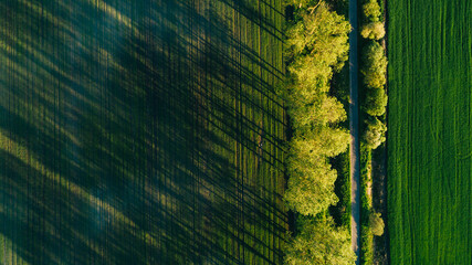 Road running alongside farmland, large trees growing alongside the road, drone view from above