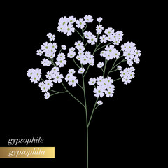 Illustration florale simple, détourée et en gros plan d’une branche de Gypsophile sur un fond noir.