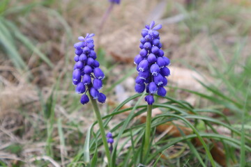 紫色の小さな花