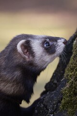 Ferret enjoying walking and exploring hollow trees in park
