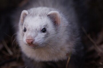 Ferret enjoying walking and exploring hollow trees in park