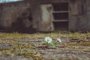 Abandoned Flower