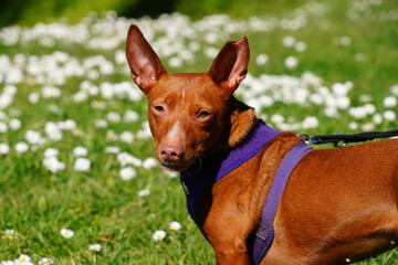 Un chien podenco aux poils marrons au soleil