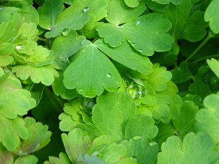 water drops on a leaf