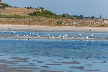 Close up group of a pink Chilean Flamingos with water reflection. Green landscape with the lake