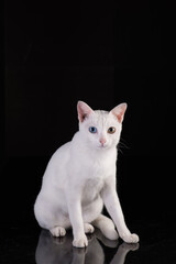 White cat with two color eyes in black background and colorful chair, Thailand Khao Manee