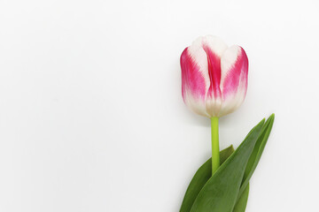 One beautiful white-pink tulip lies on a white table