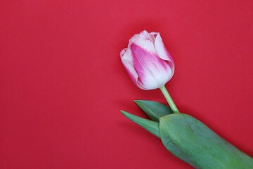 Beautiful spring tulip on a pink background