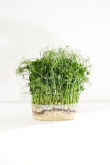 Plastic box with microgreen sprouts of green pea isolated on white background. Front view.