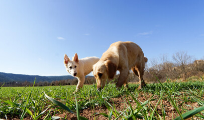 two dogs playing on th mountain