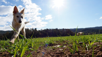 two dogs playing on the mountain