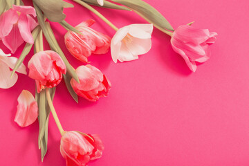 beautiful  pink  and white tulips on pink  paper background