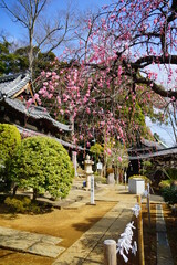 枝垂れ梅くお寺　中山法華経寺