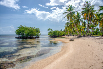 Mangrove trees grow on the beach in crystal clear tropical water in Dominican Republic, Las Terrenas beach