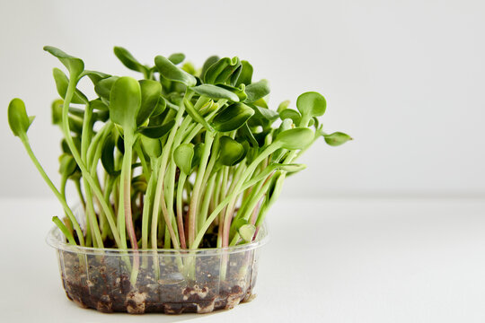 Closeup image of a plastic box with microgreen sprouts of green sunflowers isolated on white background. Horizontal view.