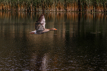 Greylay goose flying over water with reflection