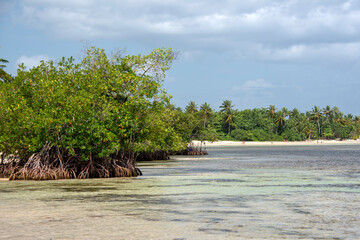 Mangrove trees grow on the beach in crystal clear tropical water