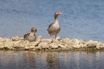Two Greylay goose on island on lake
