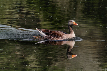 Fototapeta premium Greylay goose swimming on water with reflection