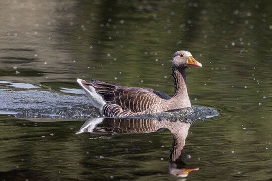 Greylay goose swimming on water with reflection