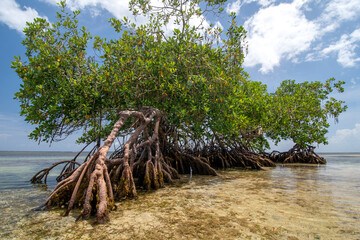 Fototapeta na wymiar Mangrove trees grow on the beach in crystal clear tropical water